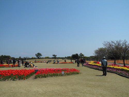 吉田公園のチューリップ：園内に訪れていた沢山の人たち（チューリップ畑）