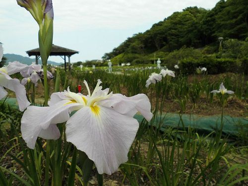 蓮華寺池公園の花菖蒲園：白色の花ショウブ