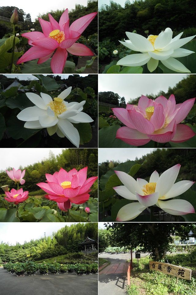 蓮興寺の蓮の花：見頃を迎えていた蓮の花をチョイスしてお伝えしています
