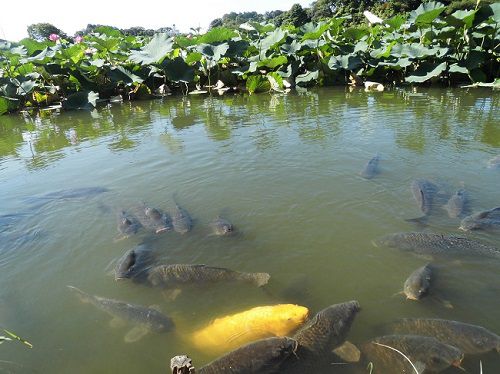蓮華寺池公園の池で泳ぐ黄色い鯉