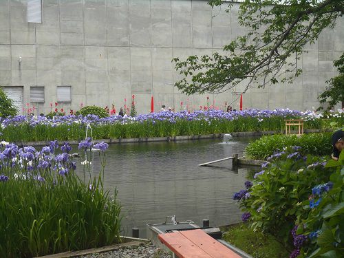 城北浄化センターの花菖蒲園：建物方向を眺めた花菖蒲園