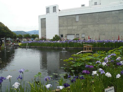 城北浄化センターの花菖蒲園：池周りに植えられた花菖蒲の花々