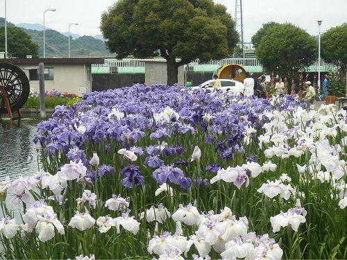静岡市城北浄化センターの花菖蒲園