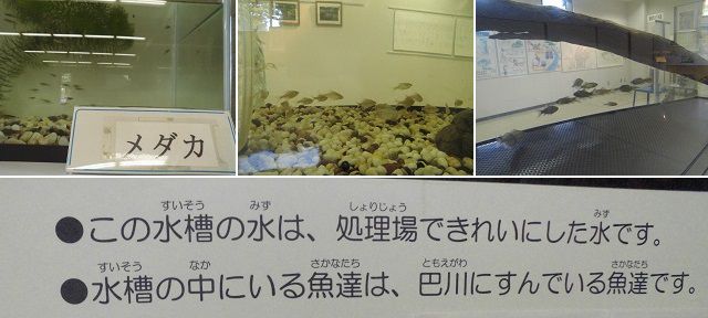 城北浄化センターにて、処理場で浄化された水の入った水槽で飼われていたメダカなどの小魚