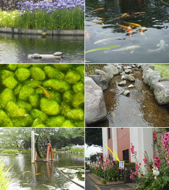 城北浄化センターの花菖蒲園：鯉、亀、メダカ、水車などの池の様子と展示ルームへの誘導看板