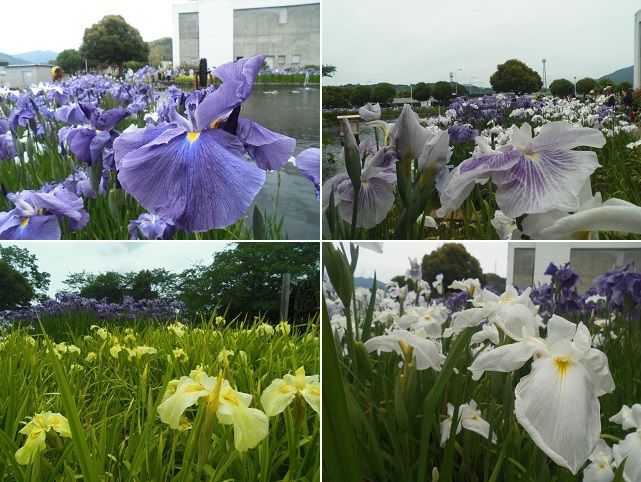 城北浄化センターの花菖蒲園：黄色や白色、そして、薄紫系や青色の花ショウブ
