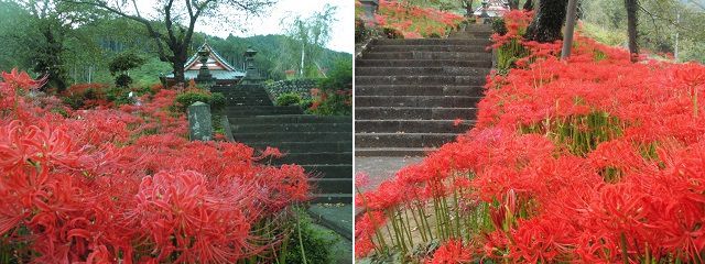 興徳寺の彼岸花：赤い彩りを見せて見頃を迎えていた彼岸花