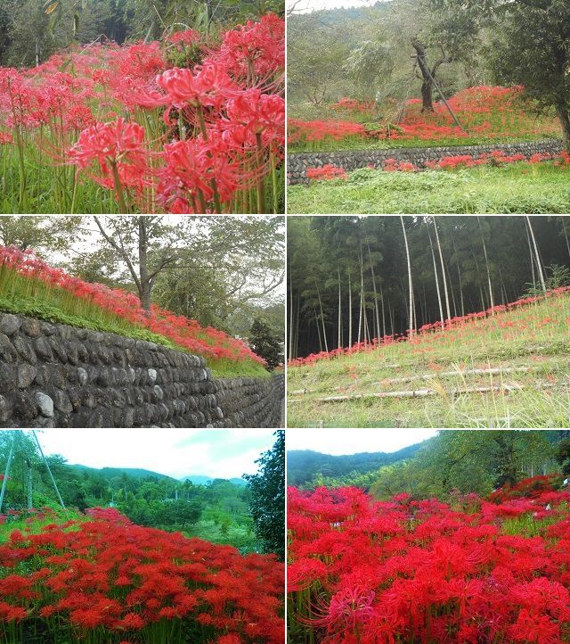 興徳寺の彼岸花：境内全体で赤い彩りを見せていた彼岸花をチョイスしてお伝えしています