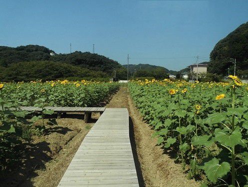 南伊豆町日野地区のひまわり畑：木道を歩きながら眺めたヒマワリ景色