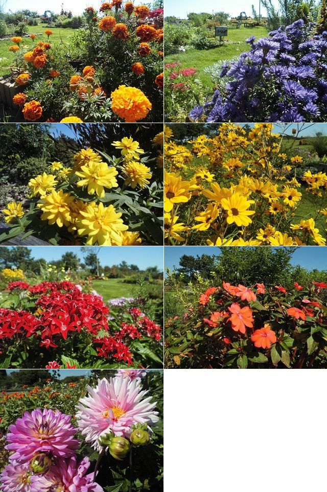 吉田公園にて、赤に黄色にオレンジにピンクに青、紫の園内花壇の花々