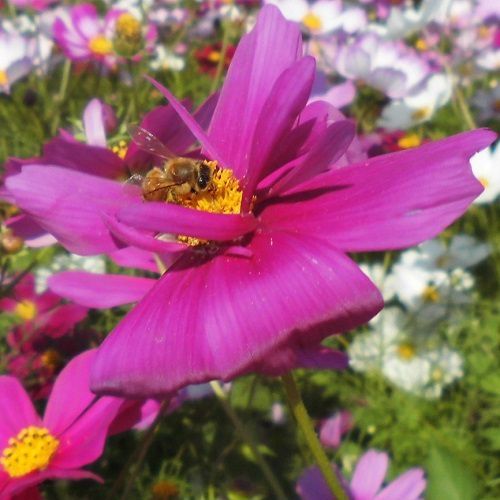 シオーネ向かい（そよかぜ広場）のコスモス畑：コスモスにつかまって蜜を吸っていたハチの姿