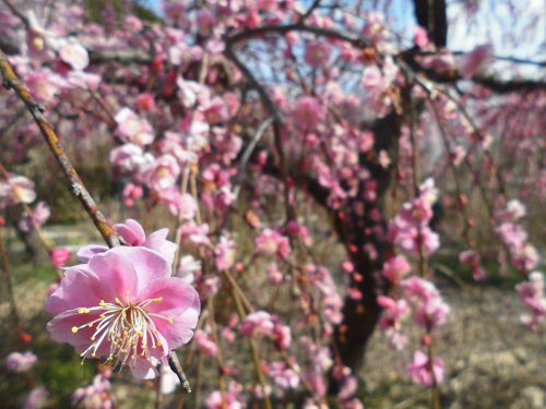 龍尾神社しだれ梅にて、近寄り眺めたピンク色の梅の花