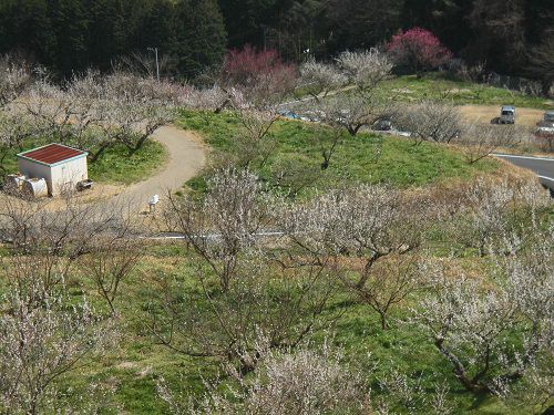 伊豆月ケ瀬梅林にて、園内にあった天城連山展望の丘からの景色