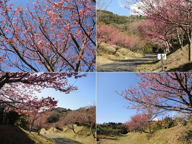 土肥桜：恋人岬付近の土肥桜
