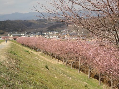 かんなみの桜：函南町桜並木トップ画面