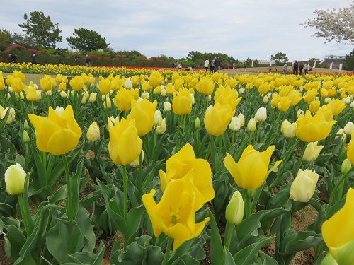 県営吉田公園、チューリップ【吉田町】：黄色いチューリップ