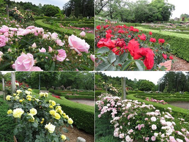 広見公園のバラ園：近寄り眺めたバラ景色（赤、ピンク、黄色）