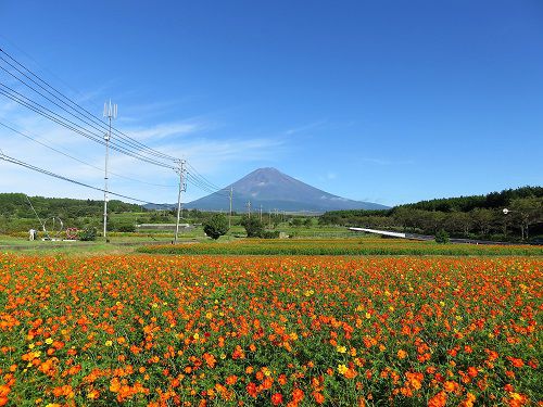 富士山とコスモスの競演