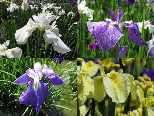 加茂荘花鳥園の花菖蒲園：近寄り眺めた白色、黄色、紫色の花ショウブ