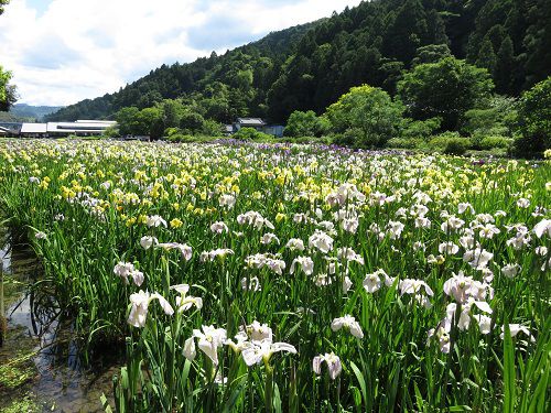 加茂荘花鳥園の花菖蒲園：白色と黄色系の花ショウブをご紹介しています
