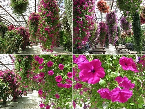 加茂荘花鳥園にて、屋内を明るく彩っていた吊り花の数々