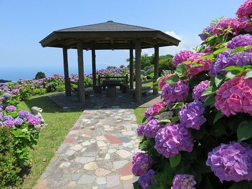 熱海日金山霊園の紫陽花