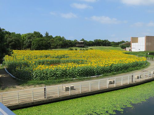 浜名湖ガーデンパークのひまわり畑：かえで橋付近から眺めたヒマワリ畑