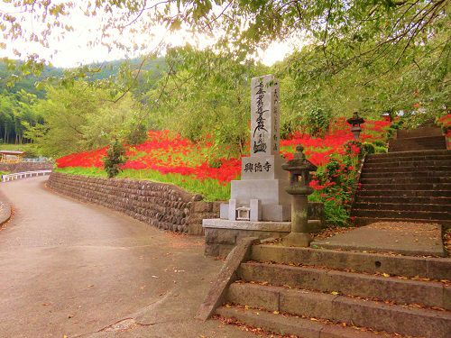 興徳寺のヒガンバナ：赤い彩りの彼岸花（参道階段付近）