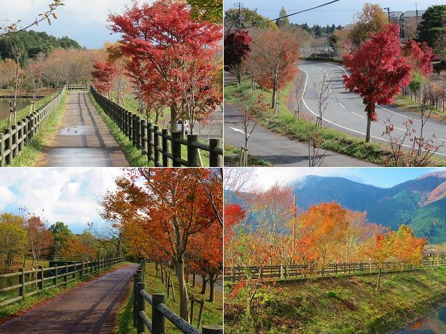 田貫湖の紅葉：散策路沿いに彩りを見せていた紅葉景色を選んでお伝えしています