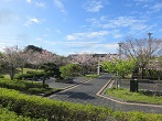 桜ヶ池