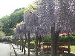 蓮花寺池公園