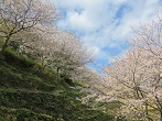 黄金崎公園