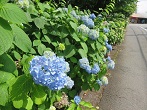 門池公園