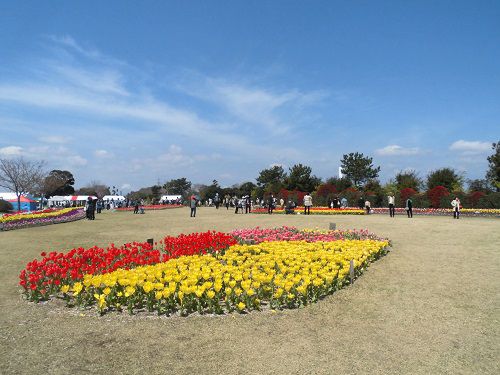 吉田公園のチューリップ：芝生広場中央付近のチューリップ畑