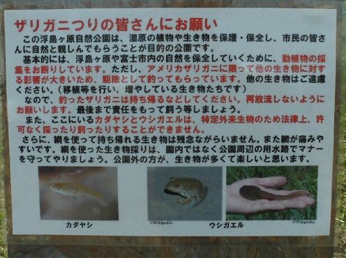 浮島ヶ原自然公園でのザリガニ釣りの皆さんにお願いの看板
