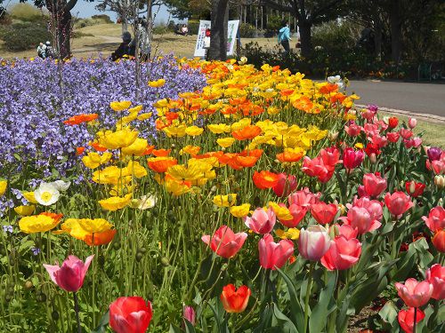 吉田公園の園内花壇の花の彩り