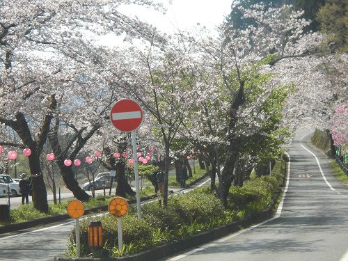 家山の桜トンネルでの満開時期の桜並木（桜トンネル）