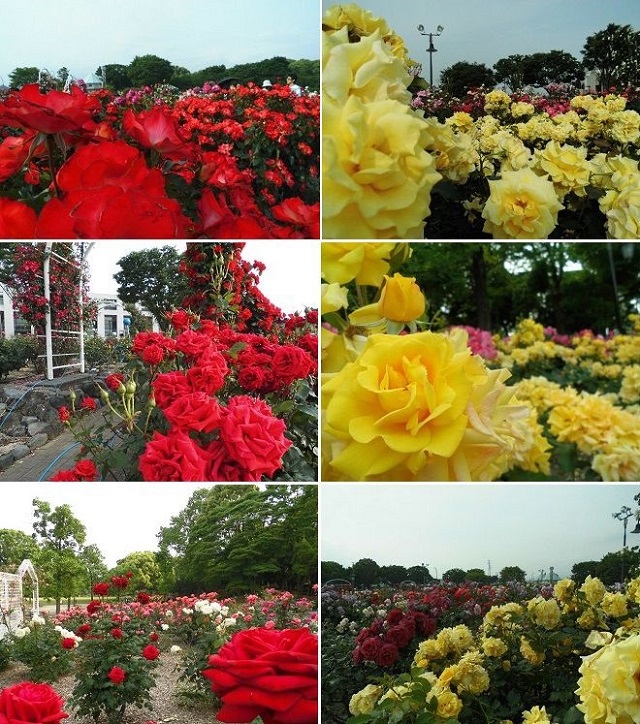 富士市中央公園のバラ園：黄色と赤色のバラの数々