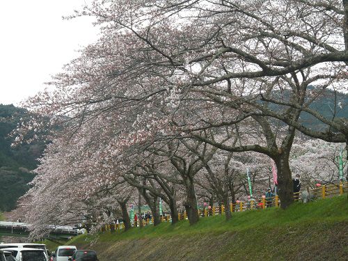 かわね桜まつりの臨時駐車場から眺めた桜並木
