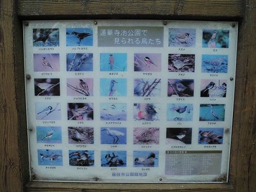 蓮華寺池公園の野鳥の現地案内看板
