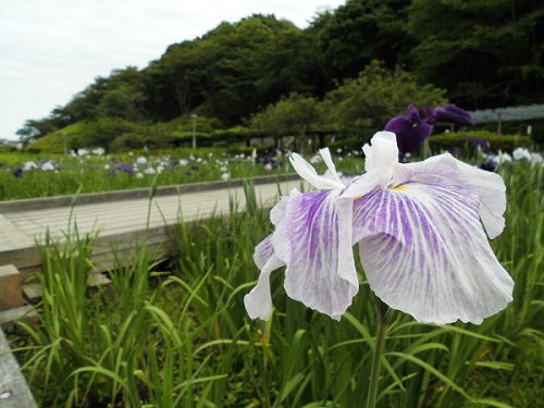 蓮華寺池公園の花菖蒲園：薄紫（白色系）の花ショウブ