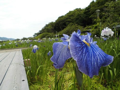 蓮華寺池公園の花菖蒲園：青系（紫色）の花ショウブ