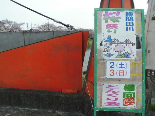 勝間田川沿い桜の勝間田川桜祭りの案内看板