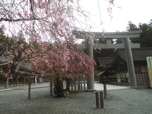 小國神社の桜：鳥居前のしだれ桜
