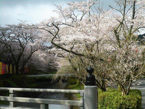 小國神社の桜