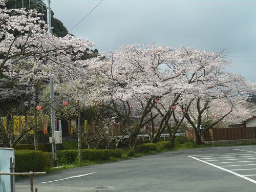 小國神社の桜：境内駐車場周りの桜の花々