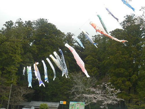 小國神社の桜：境内にて泳いでいた鯉のぼり
