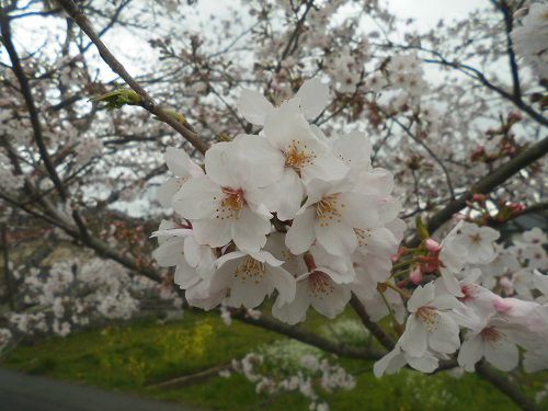 太田川桜堤での近くで眺めた桜の花々