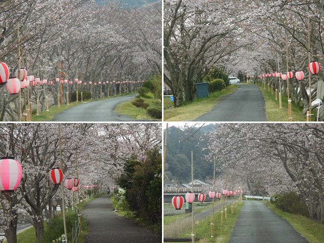 太田川桜堤の満開の桜並木（桜提灯と桜トンネル）
