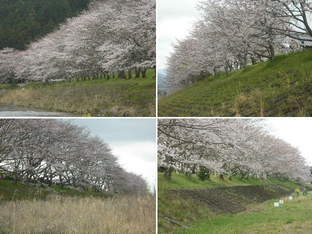 太田川桜堤の見頃を迎えていた桜並木